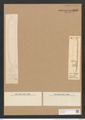 Nitzschia brightwellii Kitton. (de-Toni-Nr.: Genus 47, Species 2038) Zeichnungen Sammlung Grunow Nr. 4025 (NHMW-BOT-W0371834)